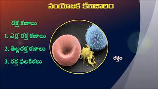 9th Class connective tissues in Telugu [upl. by Odine]