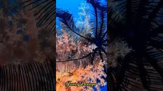 crinoidechinodermatasoftcoralscnidariaalcyonaceascubavideographymoalboalcebu🇵🇭 [upl. by Ramsa]