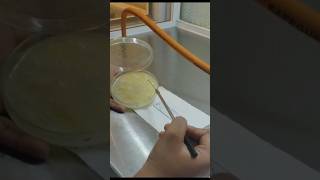 Gram staining method 🔬Microbesunivers useful for beginners [upl. by Crosley264]