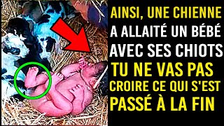 Une chienne sauve un bébé et le protège avec ses chiots un an plus tard quelque chose dincroyable [upl. by Schnell]