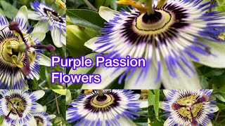 Passion Flower Perfection Septembers Blooming Beauty  Best  2024 [upl. by Learsi]