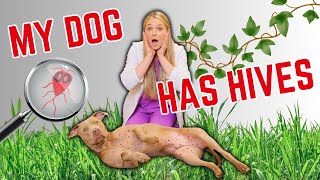 Over The Counter remedies for Dog HIVES and skin Bumps  Easily explained [upl. by Einnel]