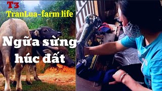 BỘ VIDEObuổi đưa trâu lên núiquotngữa sừng húc đấtvợ mất ngón tay làm áotranluafarm life [upl. by Clite720]