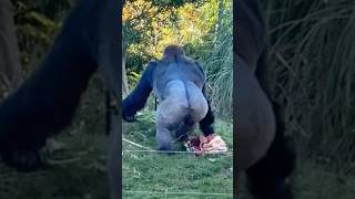 Western lowland gorillas at London zoo feeding wildlife love viralvideo vlog [upl. by Aenaj]