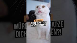 Würde deine Katze dich vergessen katze katzenliebe fakten katzenvideo cat [upl. by Slin410]