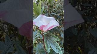 Hibiscus heterophyllus  Native Rosella [upl. by Neveda]