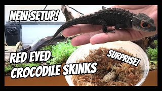 Rehousing my Red Eyed Crocodile Skinks Tribolonotus gracilis  SURPRISE [upl. by Codie]