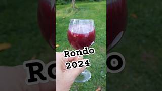 Domowe wino Rondo 2024 domowewino wino [upl. by Evvie812]