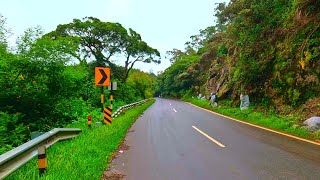 Nilgiri hills nature walk  Ooty to Doddabetta and Cinchona forest road walktour  Tamilnadu  India [upl. by Nafis]