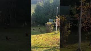 Pheasants playing and flying in my yard pheasant pheasants peacock birds nature wildlife [upl. by Novhaj]