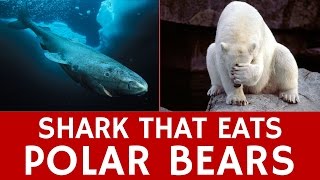 Super Predator Shark that Eats Polar Bears Facts about Greenland Sharks [upl. by Innad]