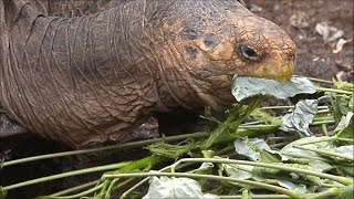 Sexgott GalápagosRiesenschildkröte rettet Art im Alleingang [upl. by Carolynne]