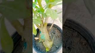 Adenium plant care viralvideoshorts gardening allahuakbar subscribe [upl. by Fabrienne]