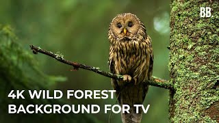 4K Forest amp Wild Sounds  4K Forest Relaxation Film  Forest Wildlife Animals ScreenSaver [upl. by Ellecrag]