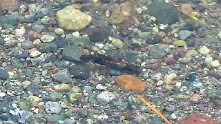 Caddisfly Larva  British Columbia [upl. by Roshan834]