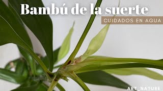 Como cuidar la DRACAENA SANDERIANA FÁCIL [upl. by Drofliw]