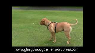 Serge Dogue de Bordeaux 7 months [upl. by Ahsyle]