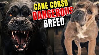 Cane Corso Attack 🔥  Most Dangerous Dogs In The World [upl. by Latona]