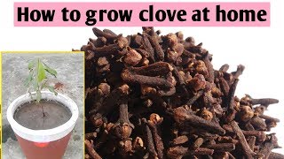 How to grow clove plant at home [upl. by Guenzi259]