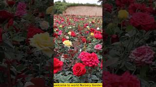 Rose plant collection 🌹 rose care tips worldnurserygarden a1nurserygarden [upl. by Arimay]