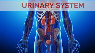 The Excretory System  Kidney Structure amp Functions  Kidneys Animation [upl. by Ahseya360]