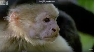 Monkeys Bluff  Clever Monkeys  BBC Earth [upl. by Asyal]