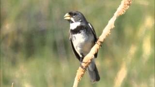 Coleiro Pantanal Sporophila caerulescens [upl. by Brandice]