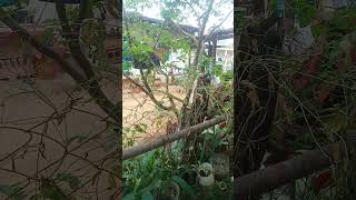 Blue ternate is good for our health shortvideo satisfying happyfarming [upl. by Clayton]