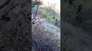 Bear eatting chokecherry  Apex Park Golden Colorado [upl. by Leonore]