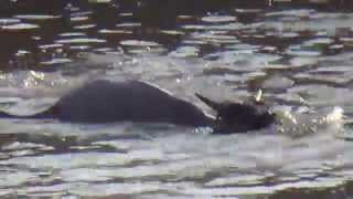 Crocodile Attack at the Mara River [upl. by Keare748]