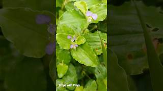 Commelina benghalensis short youtubeshort benghaldayflower medicinalherb herbs nature [upl. by Kuhn]