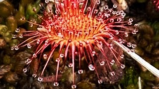 Temperate Sundew  Drosera care over winter [upl. by Ilzel]