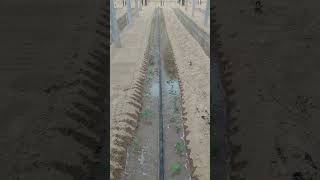 Process of Watering Saplings in a Greenhouse with a Drip Irrigation System [upl. by Nahtanaoj882]