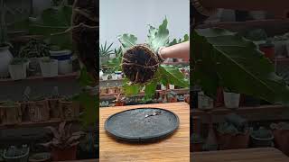 Repotting Anthurium Plowmanii Wave of love homegardening [upl. by Ahsitak]