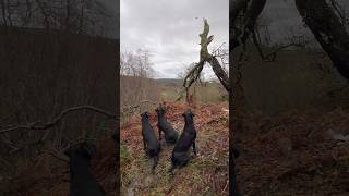 Picking up with Labrador Retrievers Driven Shooting Working Dogs Gundogs labradorretriever dog [upl. by Sharos]