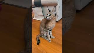 Caracal Serval kitten Hybrid  Rare Animal Sounds [upl. by Tammany277]