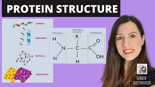 PROTEIN STRUCTURE Amino acid structures Primary secondary tertiary and quaternary proteins [upl. by Aihsilat]