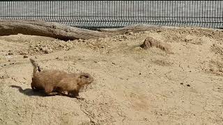 Blacktailed prairie dog [upl. by Aihsele]