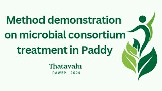 Microbial consortium treatment in Paddy uasb gkvk rawe paddy [upl. by Victor]