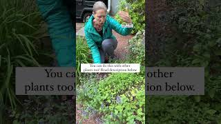 How To Prune Back Catmint To Get More Flowers [upl. by Anear]