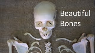 How many BONES Are in the Human Body [upl. by Hirza]