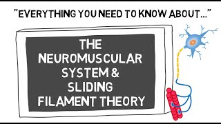 The Neuromuscular System amp Sliding Filament Theory  Sport Science Hub Physiology Fundamentals [upl. by Noslen235]