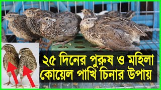 ২৫ দিন বয়সের পুরুষ ও মহিলা কোয়েল পাখি চেনার উপায় শিখুন Male Quail Or Female Quail  Quail Farm [upl. by Epp]