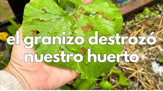 Recuperar tus PLANTAS tras el GRANIZO consejos prácticos [upl. by Lananna]