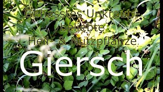 Giersch  Das vielseitige UnKraut [upl. by Ger]