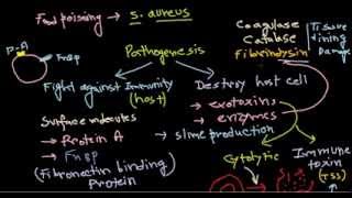 Staphylococcus pathogenesis [upl. by Canute86]