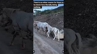 Wild Horses in Nemiah BC Hiding from Wolves 🐴🐺 [upl. by Marlen]