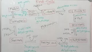 Kreb cycle  kreb cycle in mitochondria [upl. by Eniamert137]