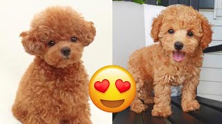 Toy Poodle — Cute And Funny Videos And Tik Toks Compilation  Teacup Poodle [upl. by Regine585]