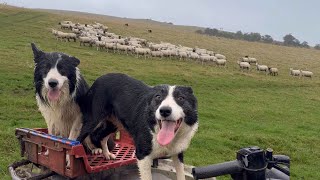 Two amazing border collie sheepdogs herding sheep [upl. by Aisayt]